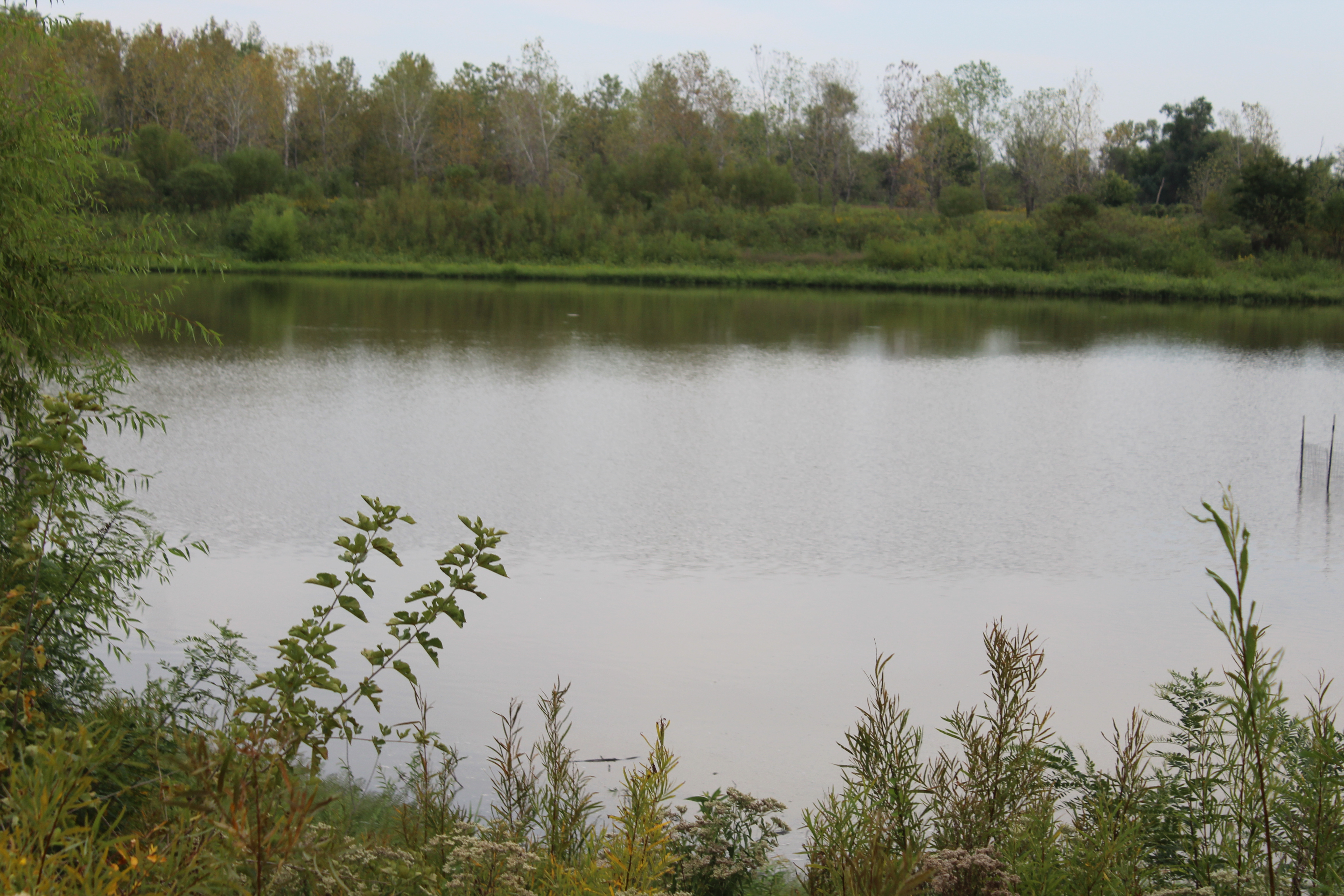 Field Ecology
